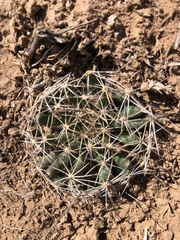 Mammillaria wrightii wrightii