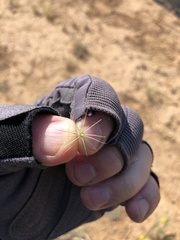 Mammillaria wrightii wrightii