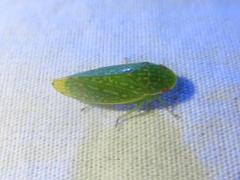 Rugosana querci