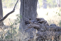 Myrmecocichla arnotti