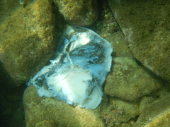 Dasyatis