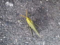 Taeniopoda picticornis