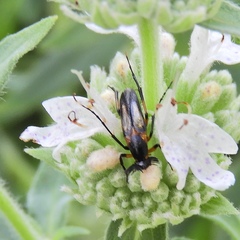 Ripiphoridae
