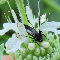 Ripiphoridae