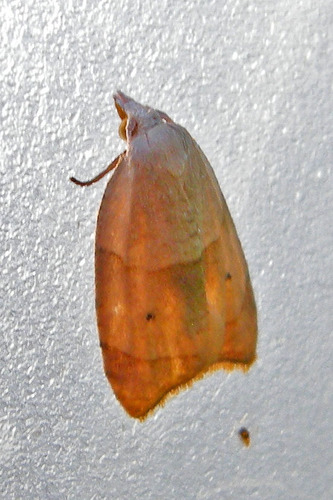 Batman Moth photo 3