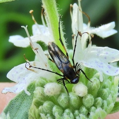 Ripiphoridae