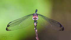 Dythemis velox