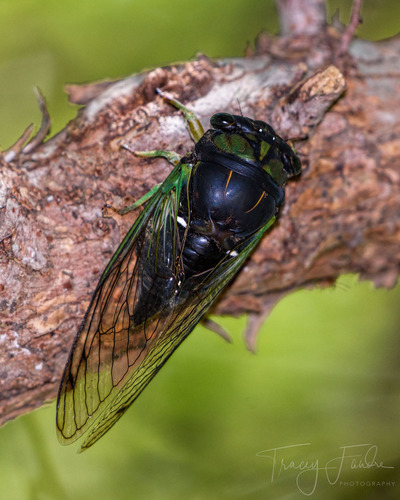 Swamp Cicada