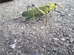 Taeniopoda picticornis