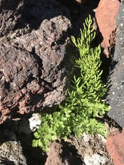 Cryptogramma cascadensis