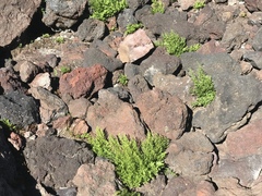 Cryptogramma cascadensis