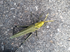 Taeniopoda picticornis