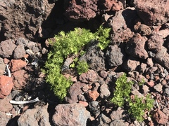 Cryptogramma cascadensis