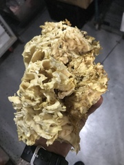 Daleomyces phillipsii