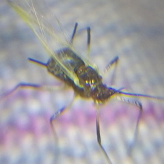 Aphididae