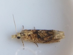 Eucosma ochrocephala