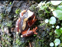 Dendropsophus leucophyllatus