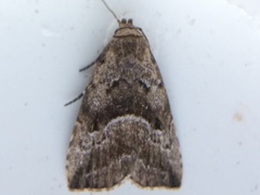 Hypenodes caducus