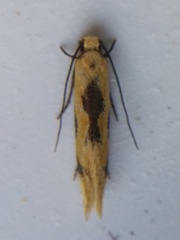 Hybroma servulella