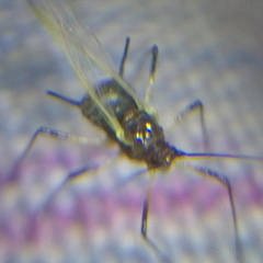 Aphididae