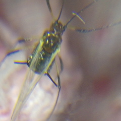 Aphididae