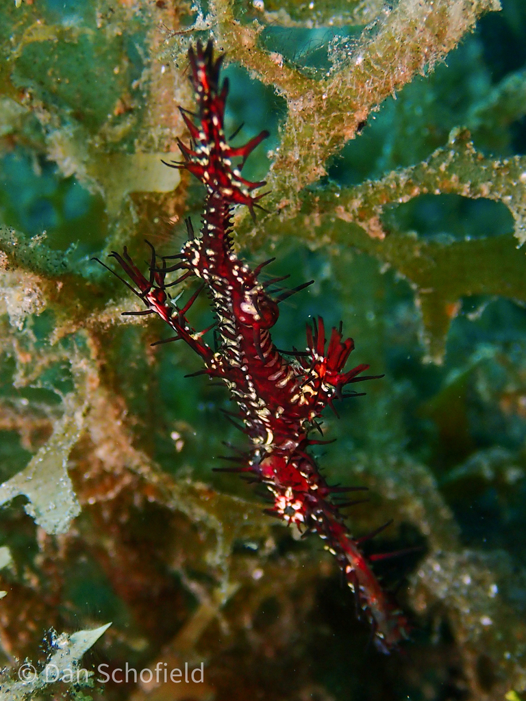 Ghost Pipefish