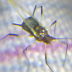 Aphididae