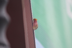 Eulithosia plesioglauca