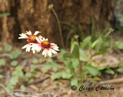 Gaillardia mexicana