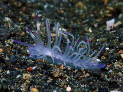 Unidentia