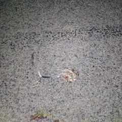 Dipodomys spectabilis