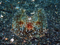 Coeloplana meteoris