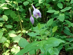 Hosta