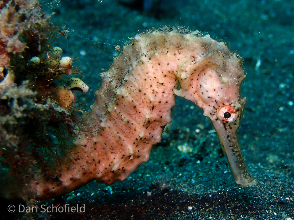 Pink seahorse with dark speckles resting on black sand, one eye and a long snout visible