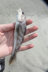 Menticirrhus americanus