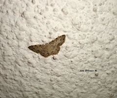 Scopula plantagenaria