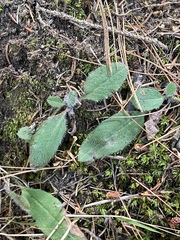 Pilosella aurantiaca