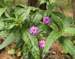 Vernonia greggii