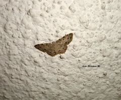 Scopula plantagenaria