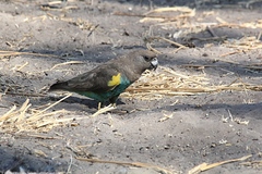 Poicephalus meyeri damarensis