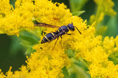 Parancistrocerus pedestris