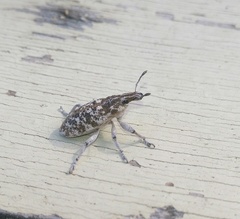 Cyphocleonus achates