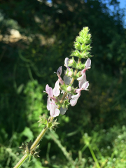 Stachys stebbinsii