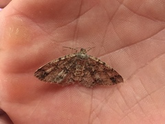 Melanolophiini