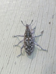 Cyphocleonus achates