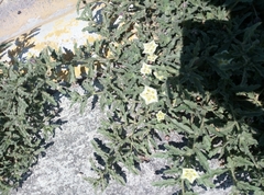 Chamaesaracha sordida