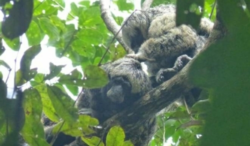 Gray's Bald-faced Saki