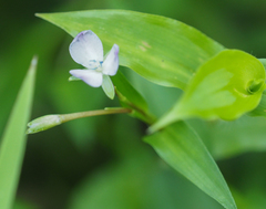 Murdannia keisak