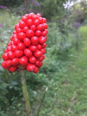 Arisaema dracontium