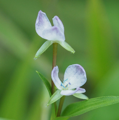 Murdannia keisak